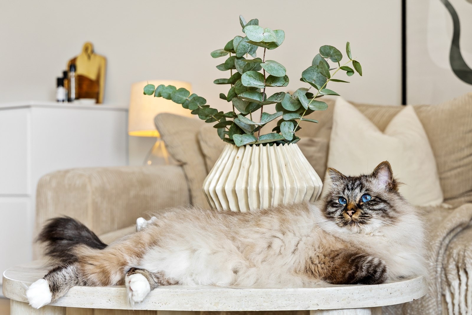 Her vil både to- og firbeinte hygge seg. Det er tillat med en innekatt eller en hund pr. Leilighet. Galleribilde