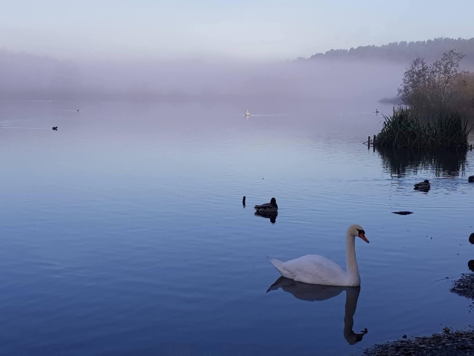 Østensjøvannet har et rikt fugleliv. Galleribilde