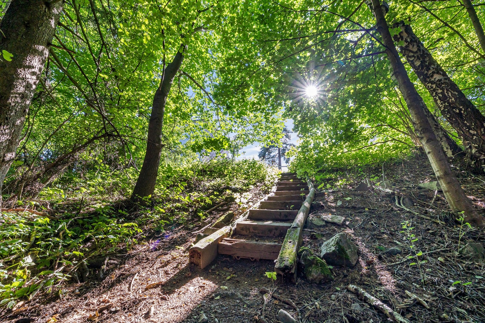 Leiligheten vender ut mot koselig skogholt Galleribilde