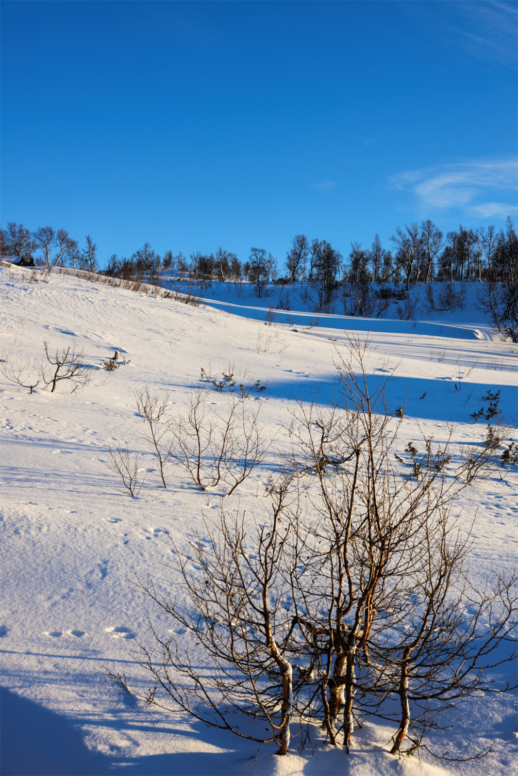- Velkommen til Fjellbøkneika 26 - Selgers bilde Galleribilde