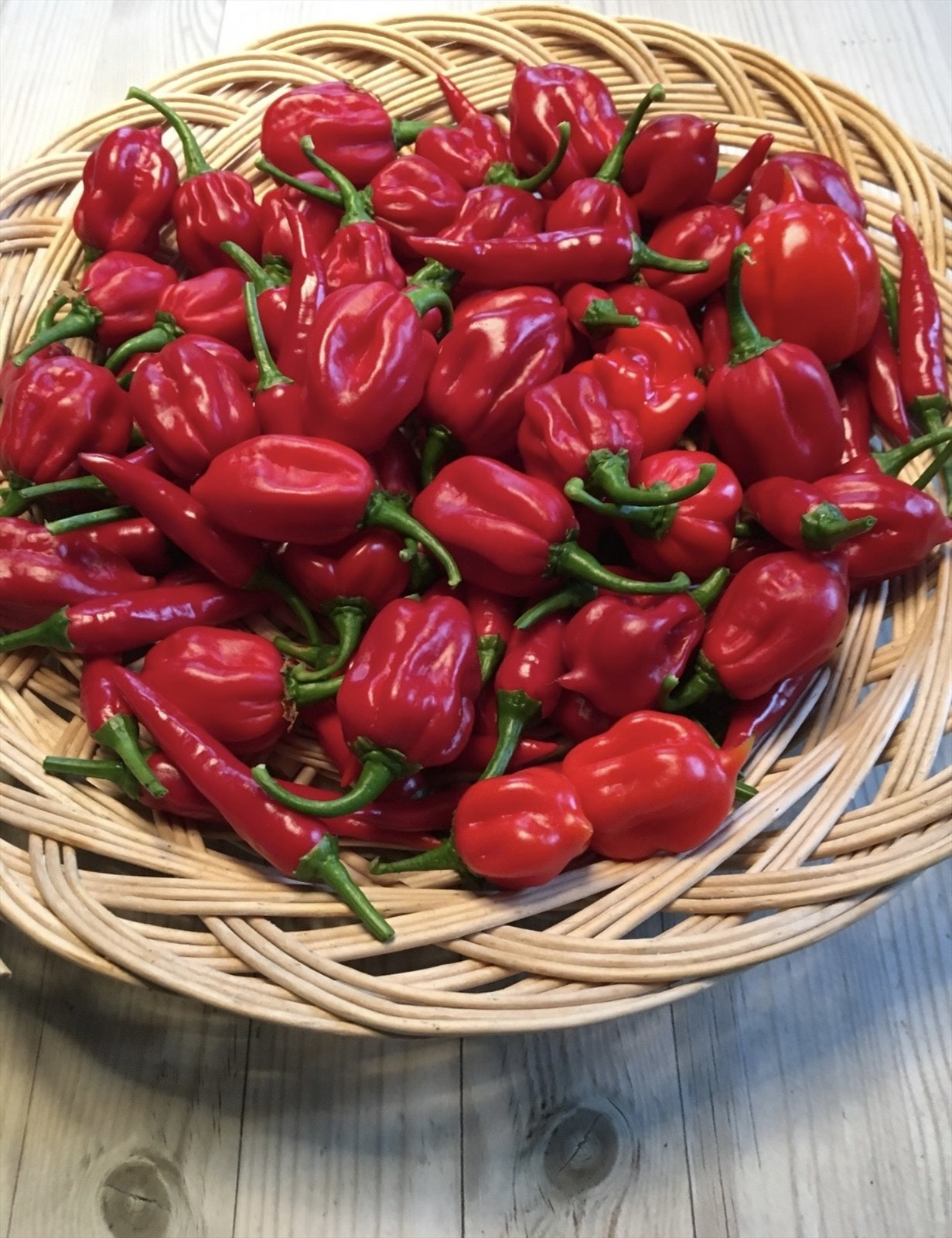 Selgers private bilder. Galleribilde