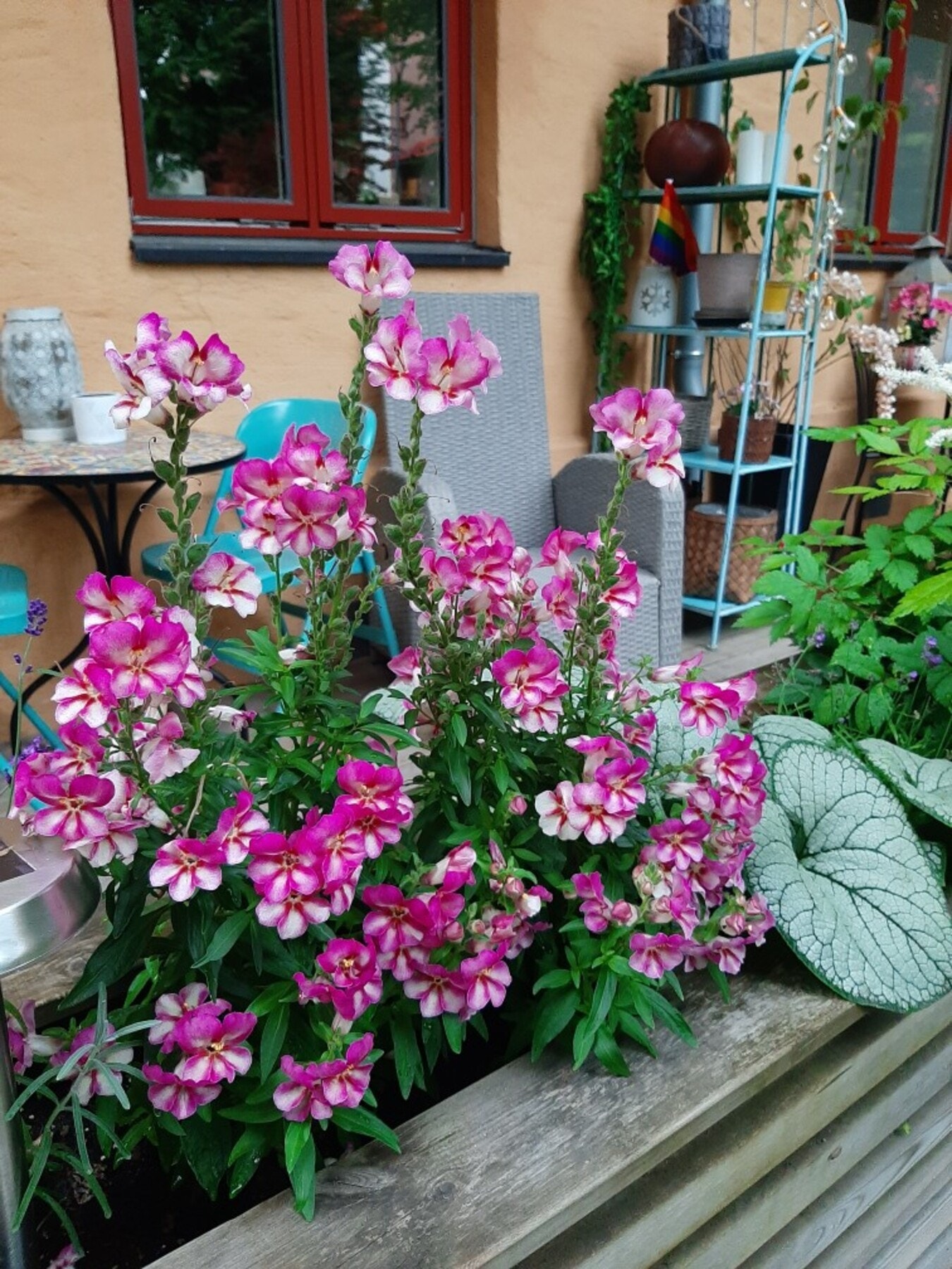 Selgers bilde av markterrassen på sommeren. Selger har plantet vakre stauder (flerårige) planter i dype kasser. Galleribilde