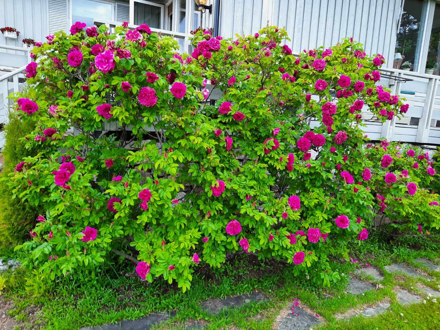 Sommerbilde fra selger. Galleribilde