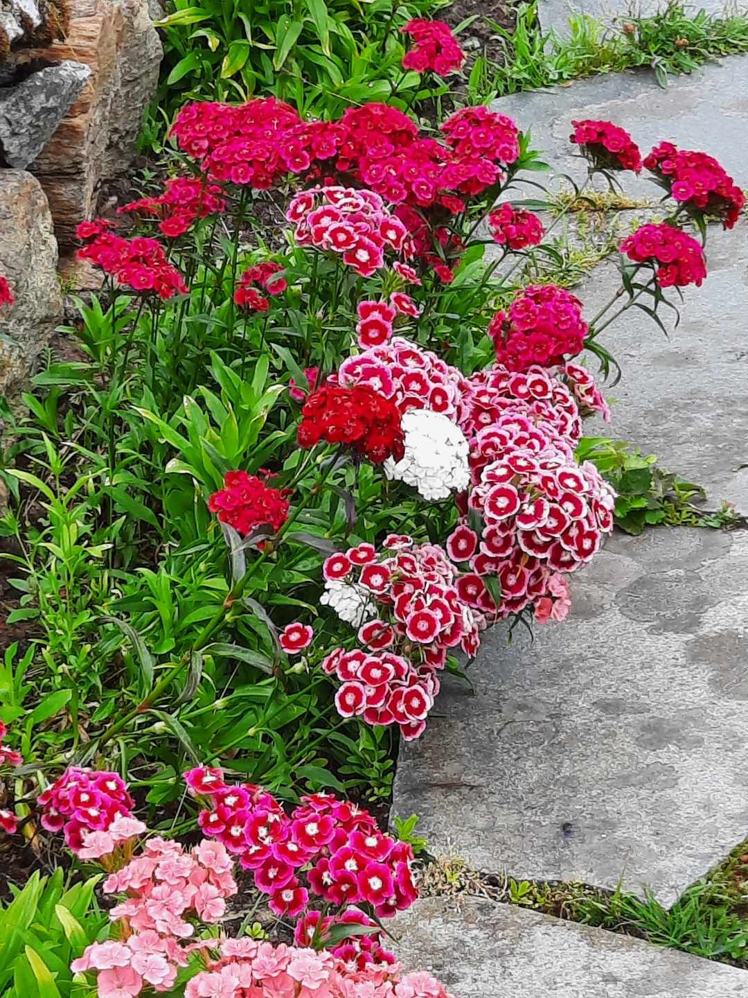 Flere opparbeide bed med vakre blomster og prydbusker i hagen.(sommerbilde fra selger). Galleribilde