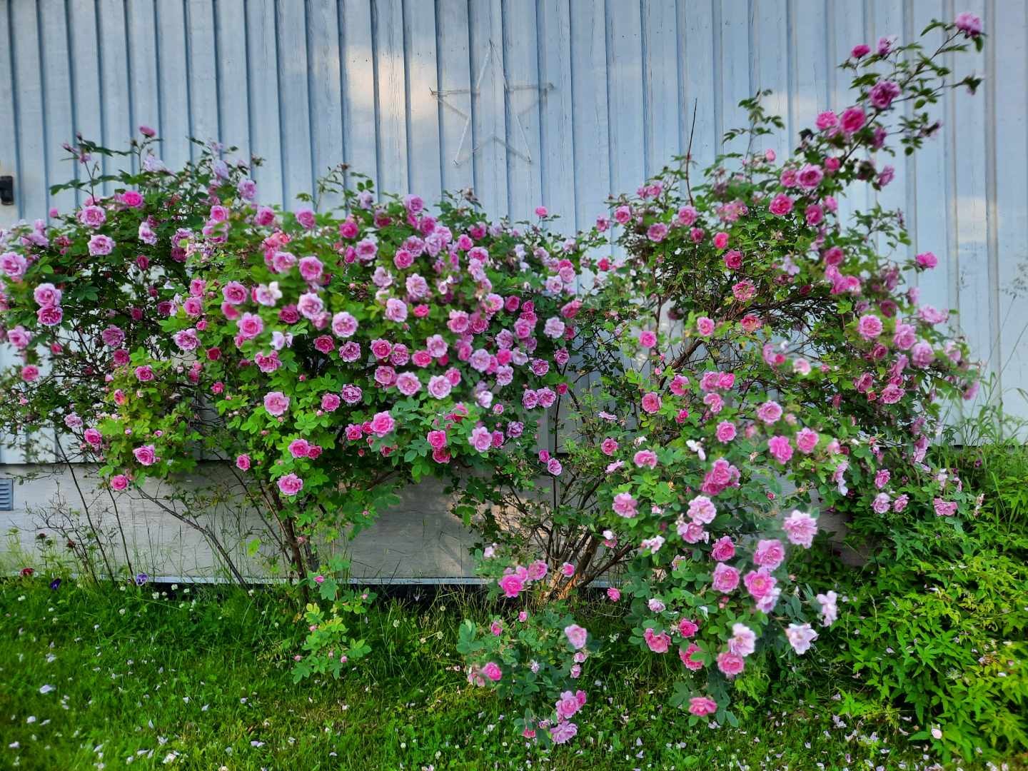 Sommerbilde fra selger. Galleribilde