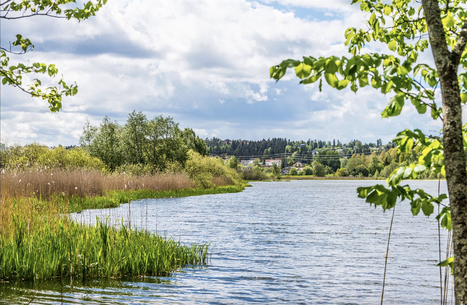 Områdebilde. Galleribilde