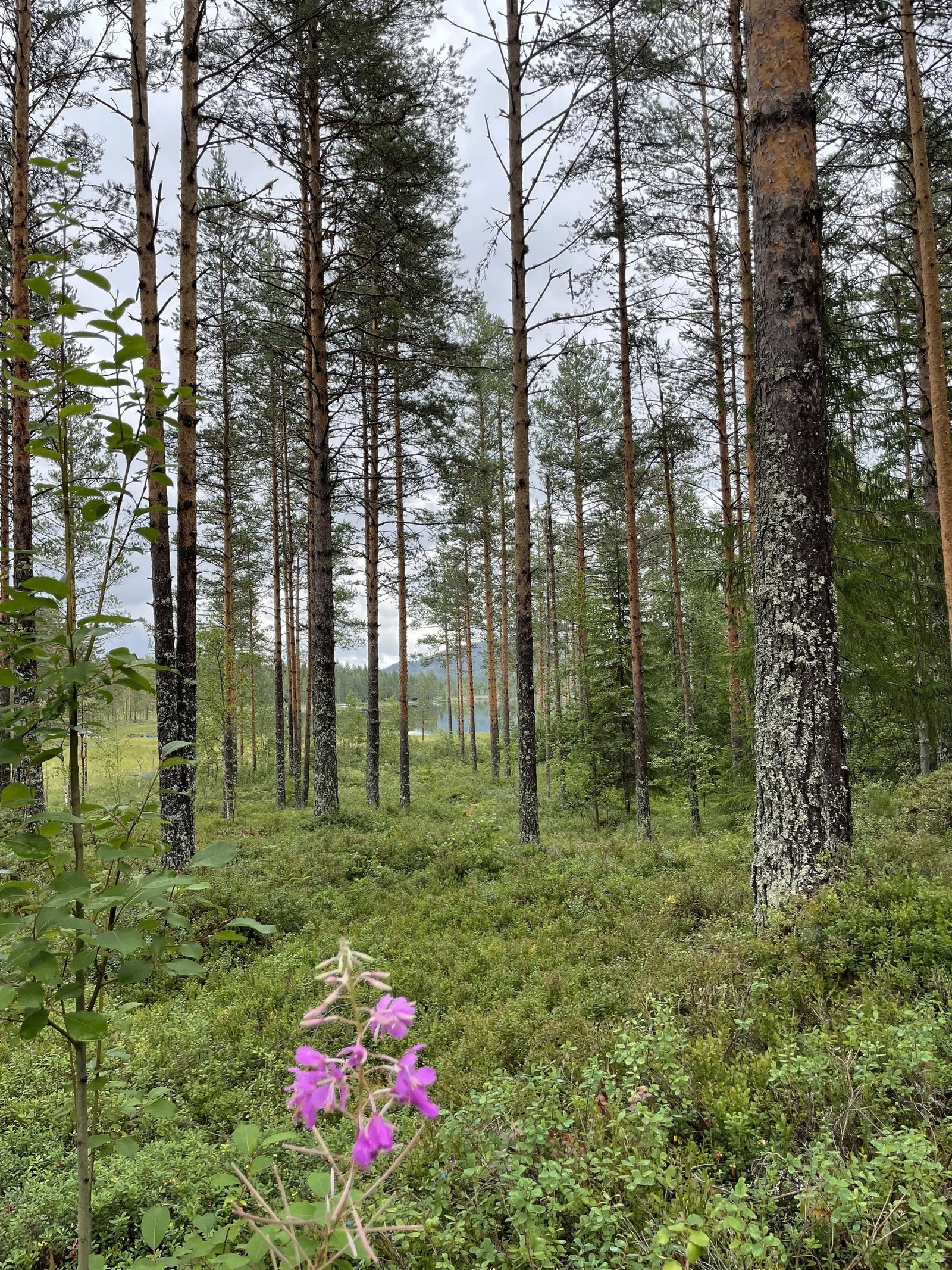 Hverdagsglimt fra hytta Galleribilde