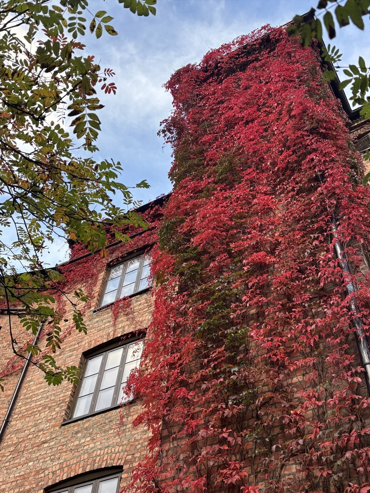 Sesongene lever sitt eget liv i denne bakgården. Galleribilde