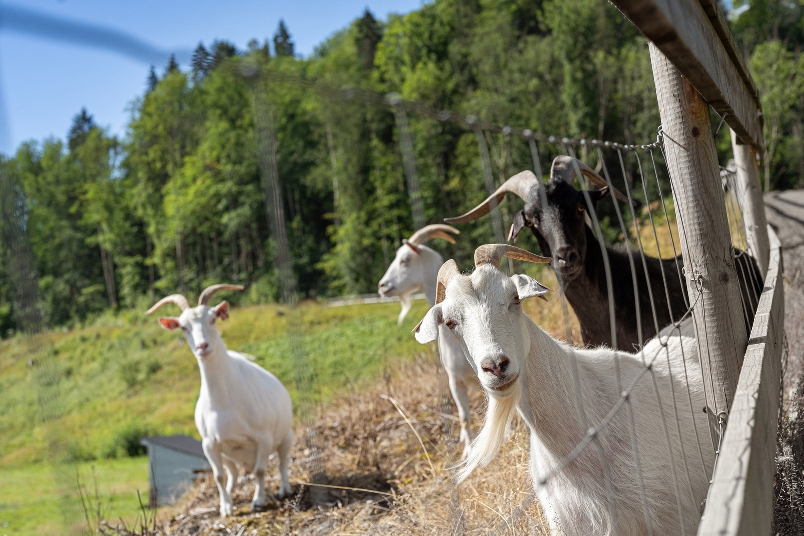 Angående driveplikten: Det holder med å ha beite for dyr, f.eks geiter. Nåværende eier har i dag beite til egne og naboeiendommens dyr. Galleribilde