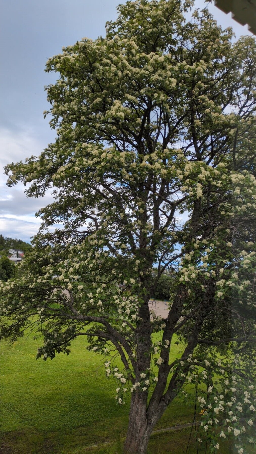 Sommerbilde selger Galleribilde