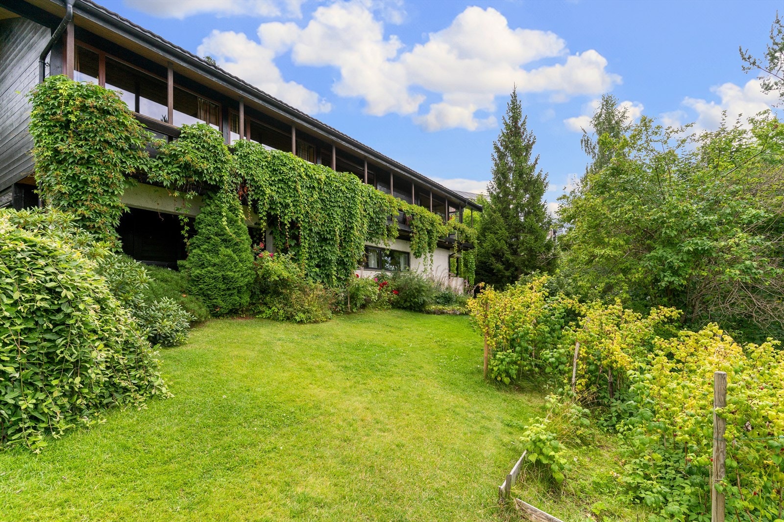 Pent opparbeidet hage med flere prydbusker og bærbusker. Galleribilde