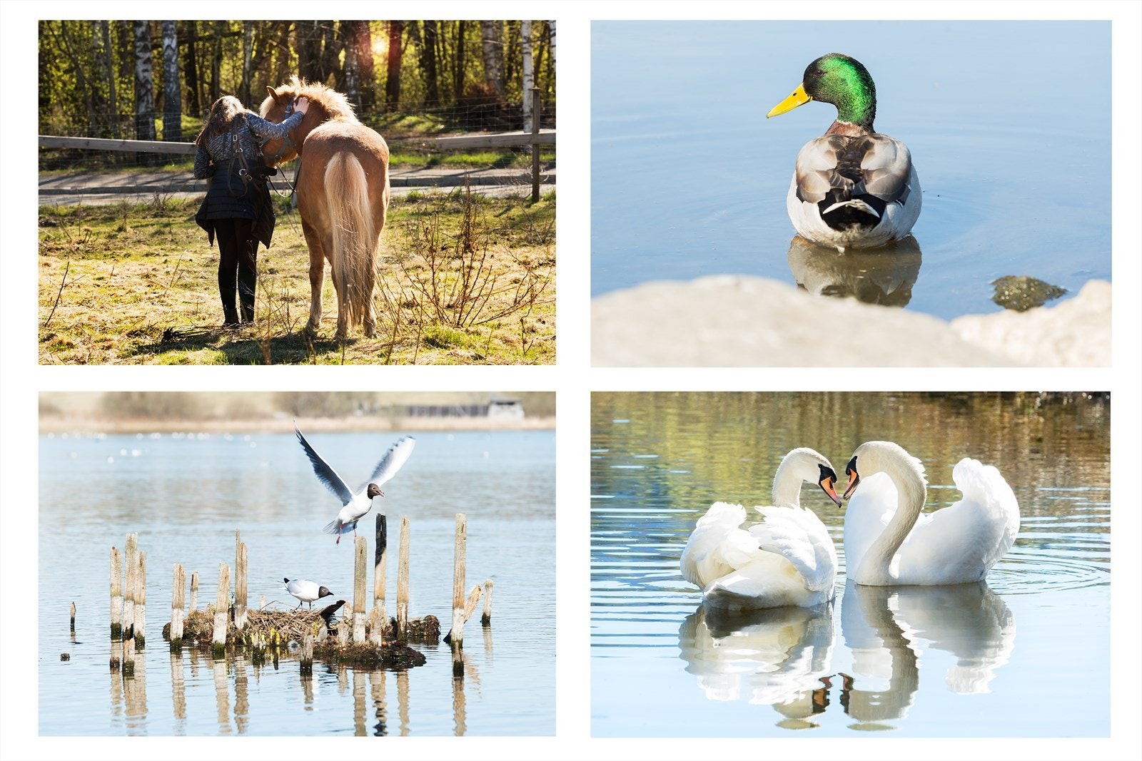 For den aktive er det kort vei til Østensjø fuglereservat. Galleribilde