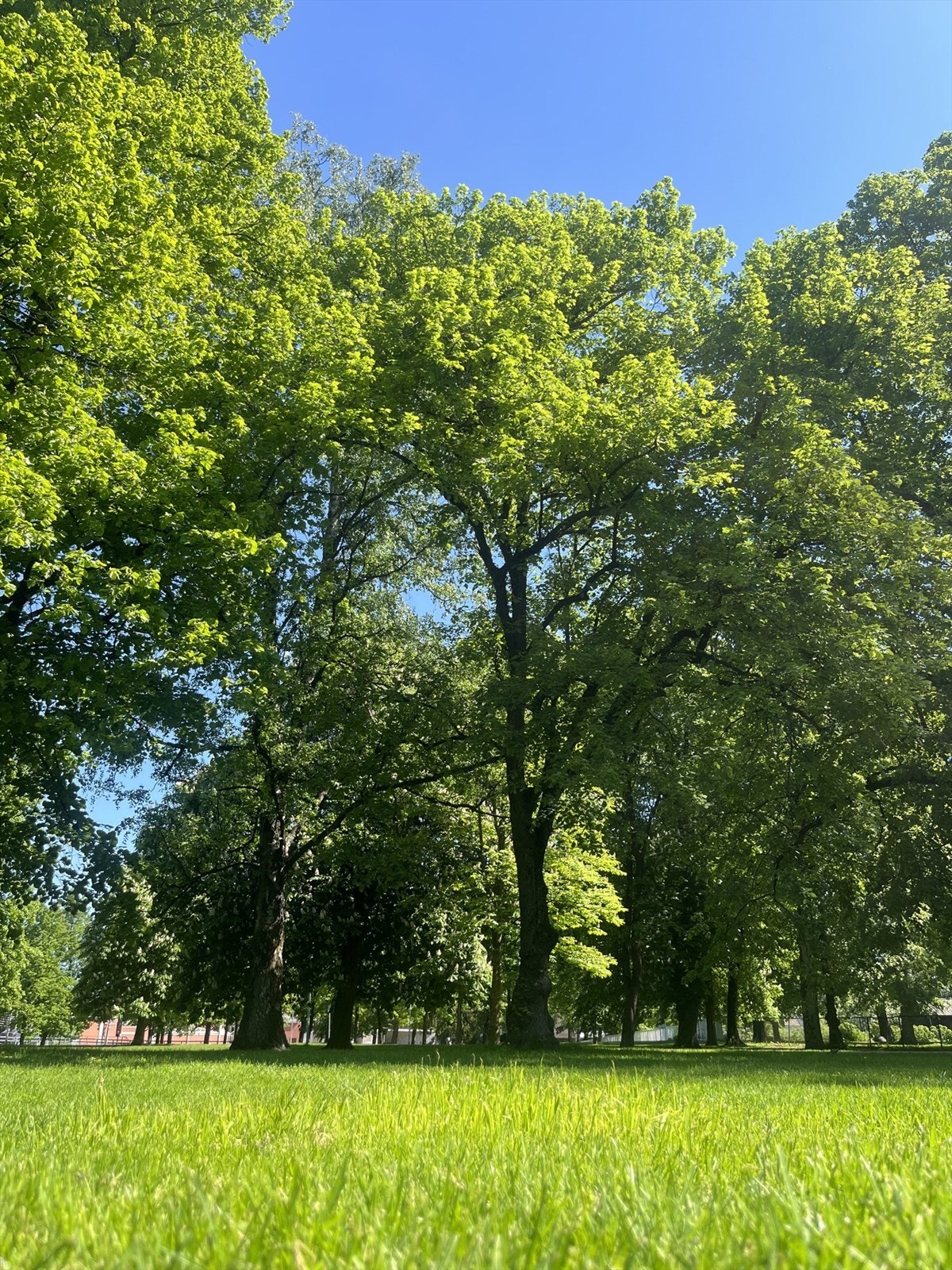 Museumsparken på sommerhalvåret - Selgers private bilde Galleribilde