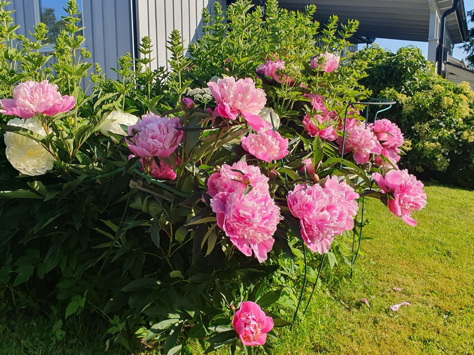 Vakker beplantning i hagen. Galleribilde