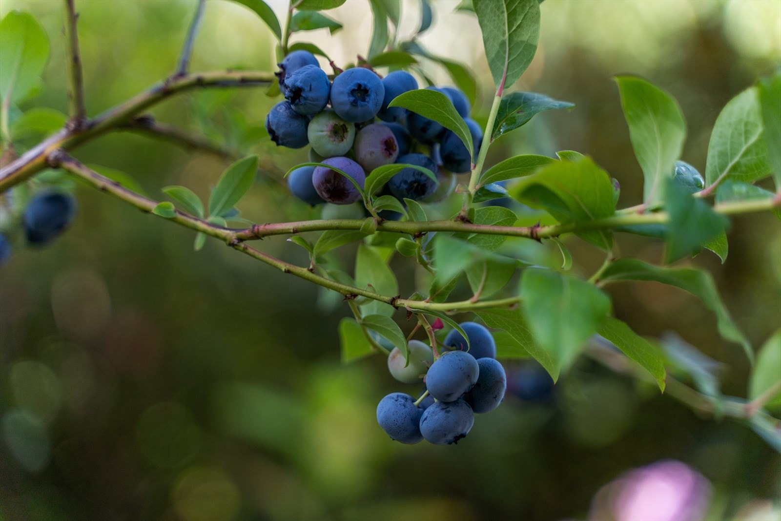 Her kan du høste bær rett fra egen hage. Galleribilde