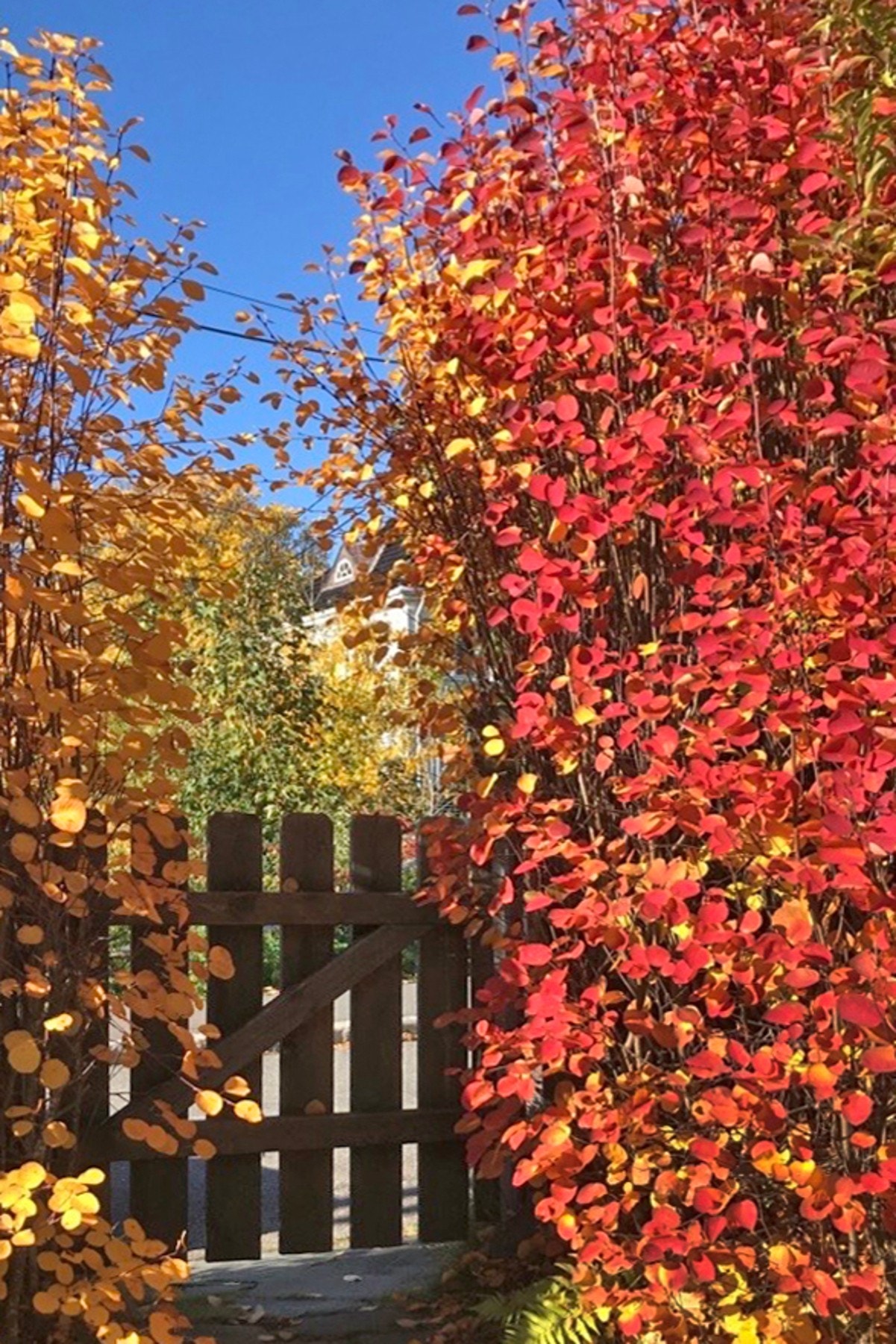 Port. Selgers bilde. Galleribilde