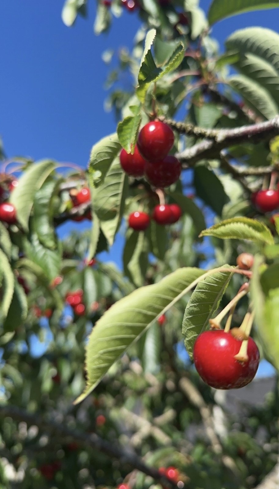 Privat bilde tatt av selger på en annen årstid. Galleribilde
