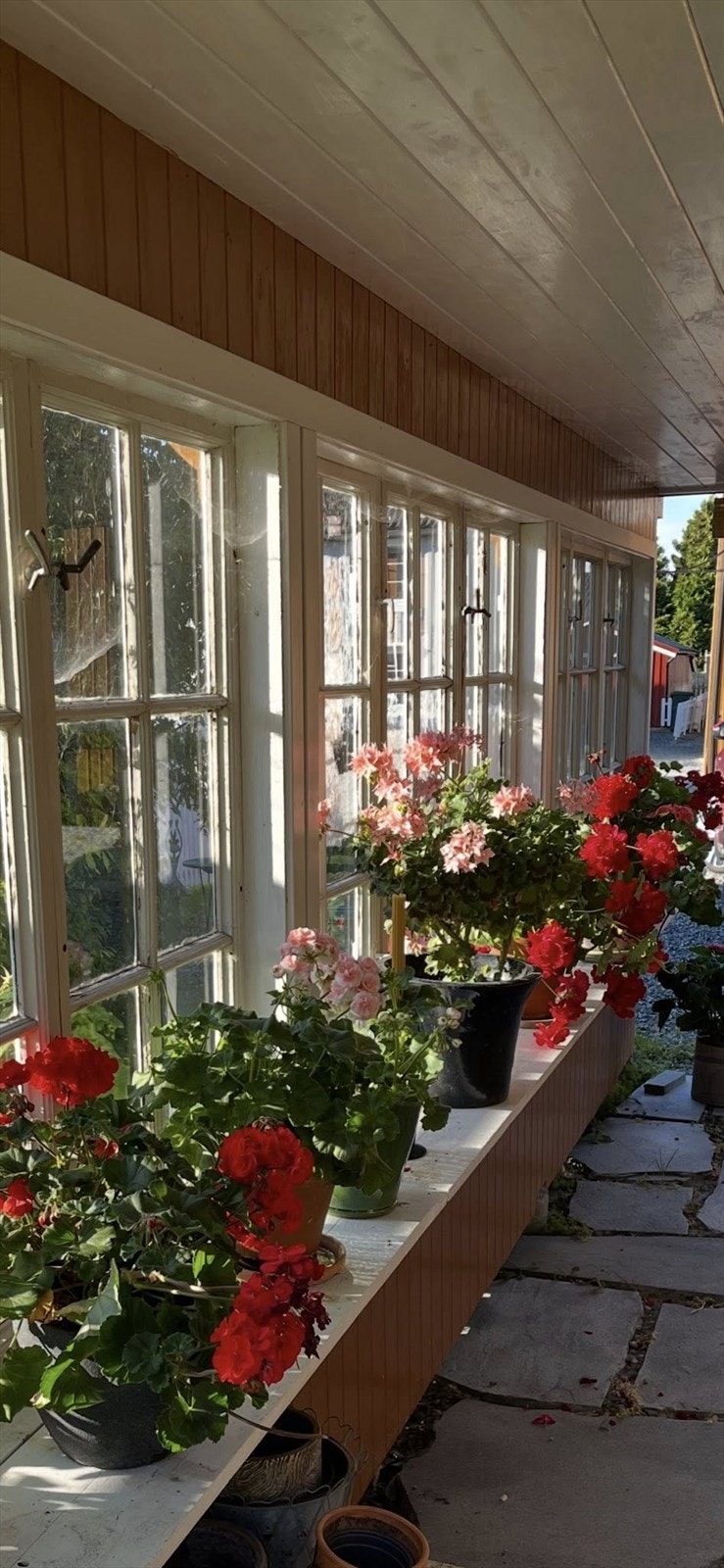 Flotte pelargonier i hagestua. Galleribilde