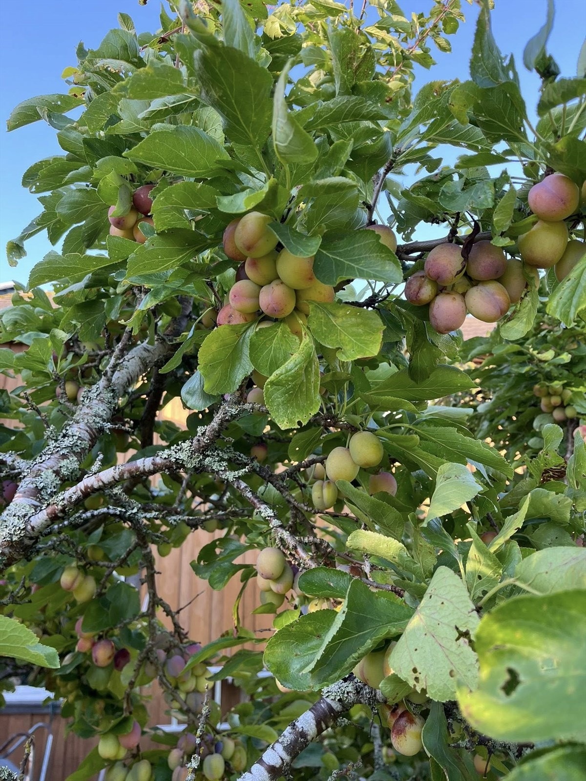 Frodige frukttrær på rekke og rad. Galleribilde
