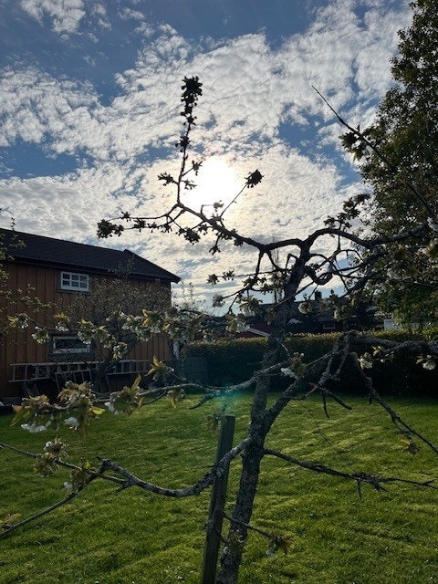 Hagen i fin prakt på sommeren. Galleribilde