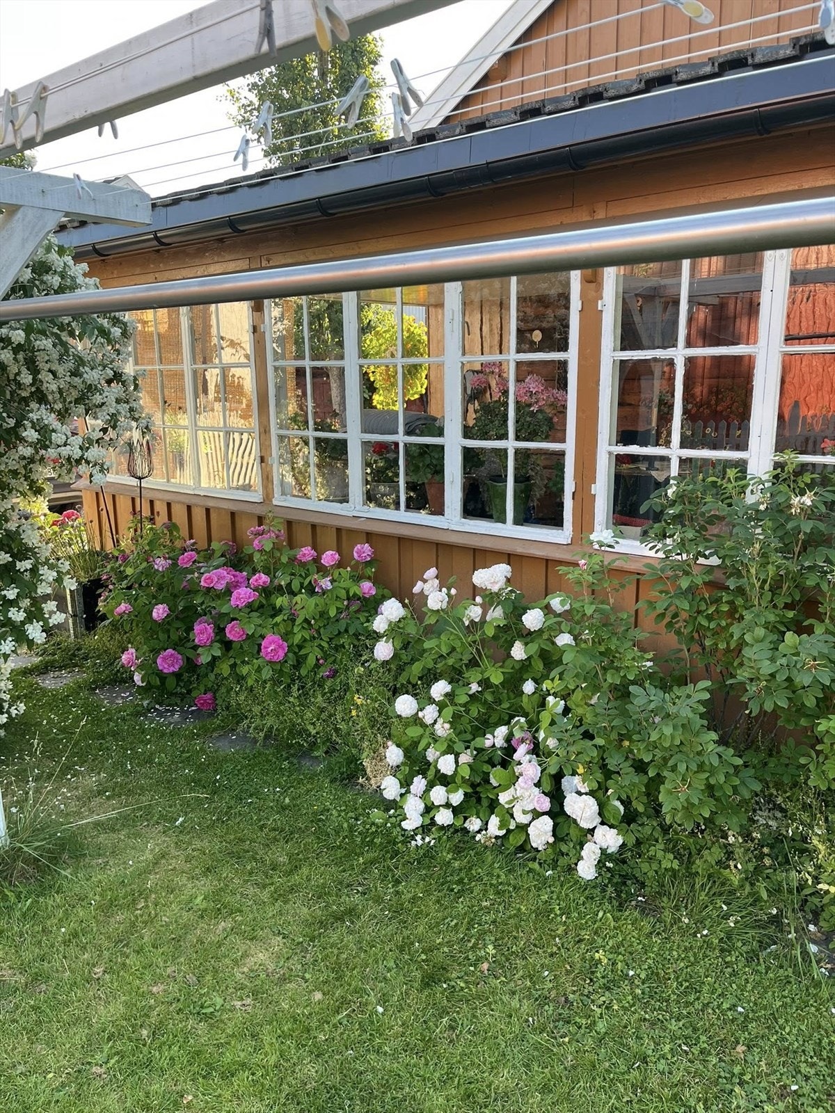 Frodig hage. Galleribilde