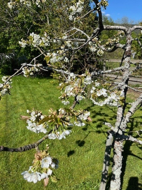 Eierne har anlagt en særdeles flott hage. Galleribilde