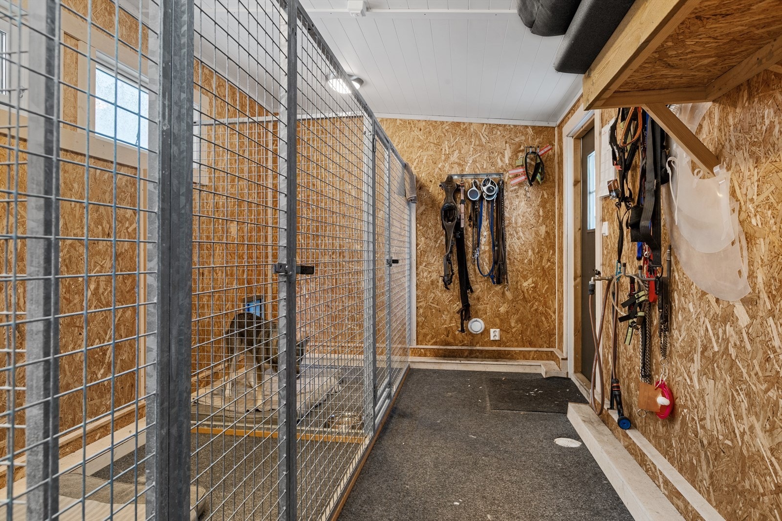 Isolert hundehus som inneholder ett rom med 3 separate plasser med utgang til hver sin luftegård Galleribilde