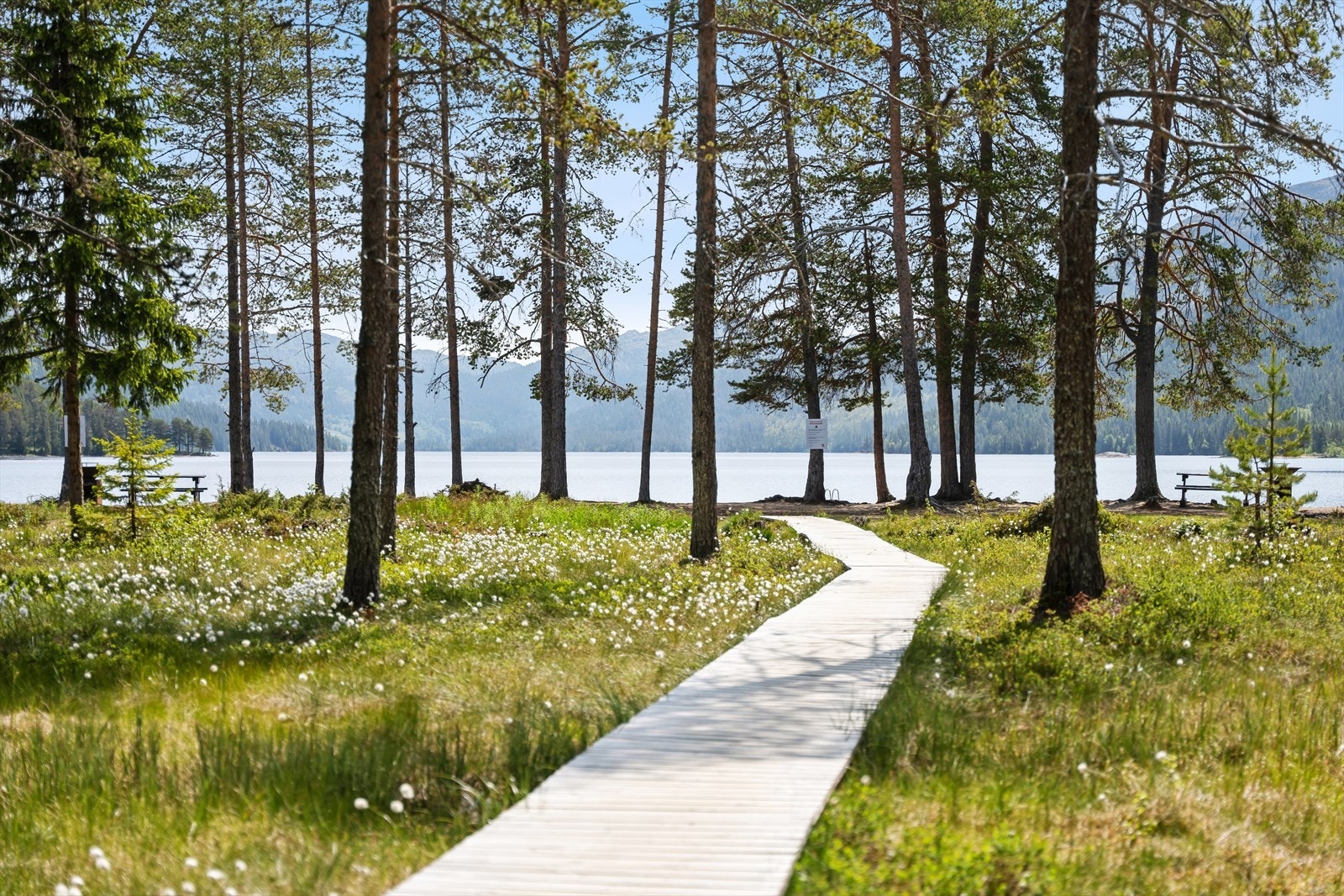 Fagersand - vakker sandstrand ved Lognvikvatnet i Rauland, et populært sted for sommeraktiviteter og strandliv Galleribilde