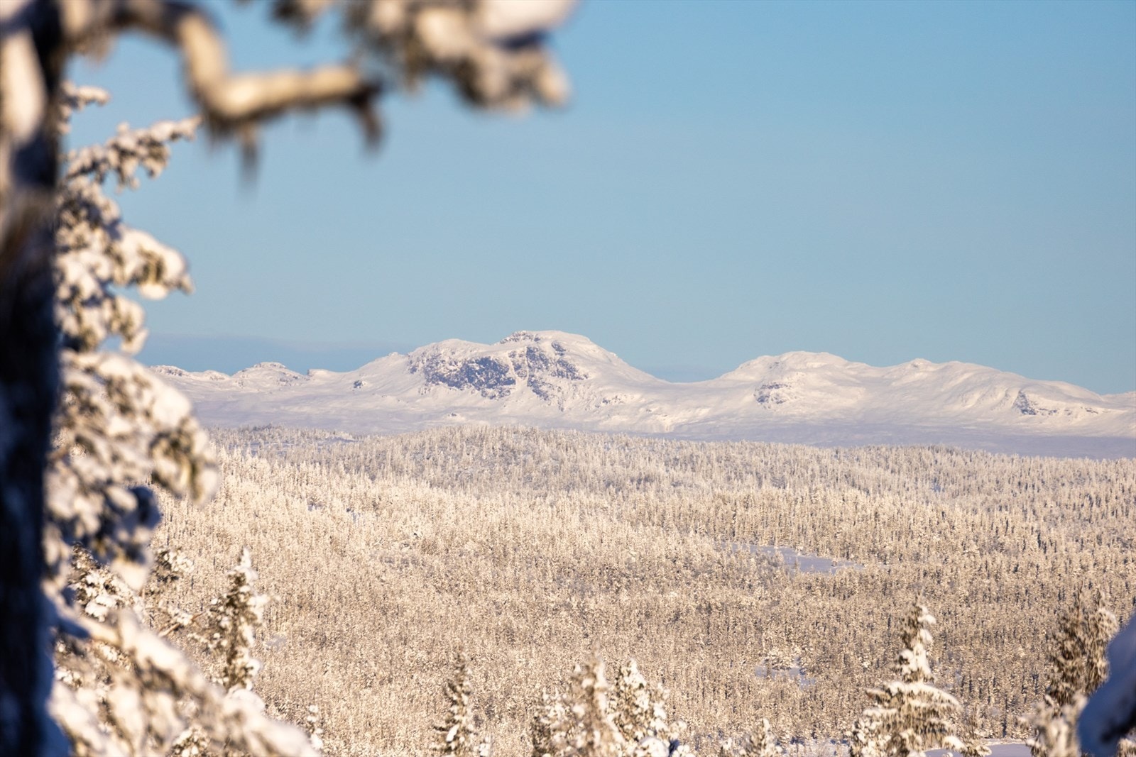 Blåbergi og Såta er som malt i vinduene Galleribilde