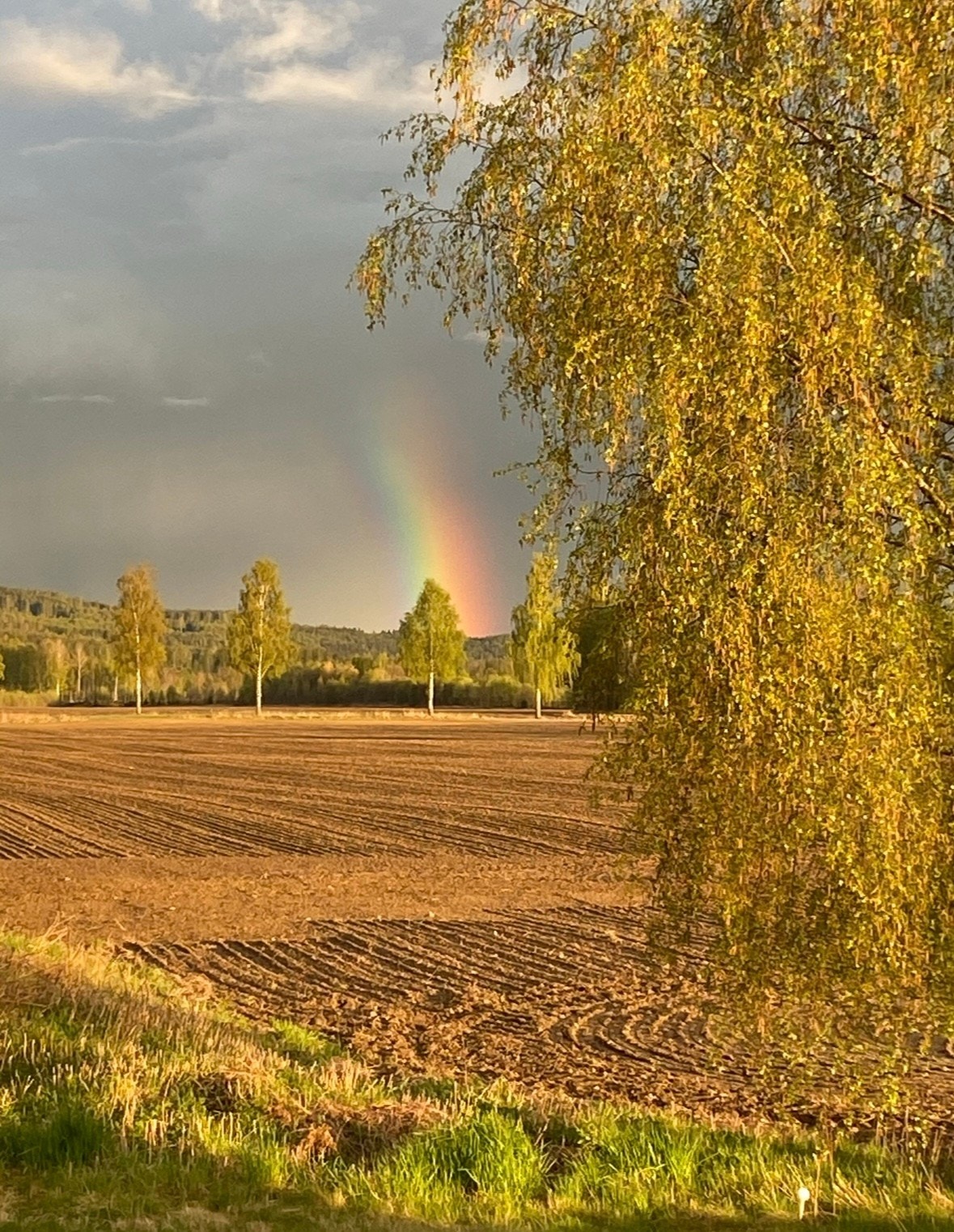 Selgers bilde. Galleribilde