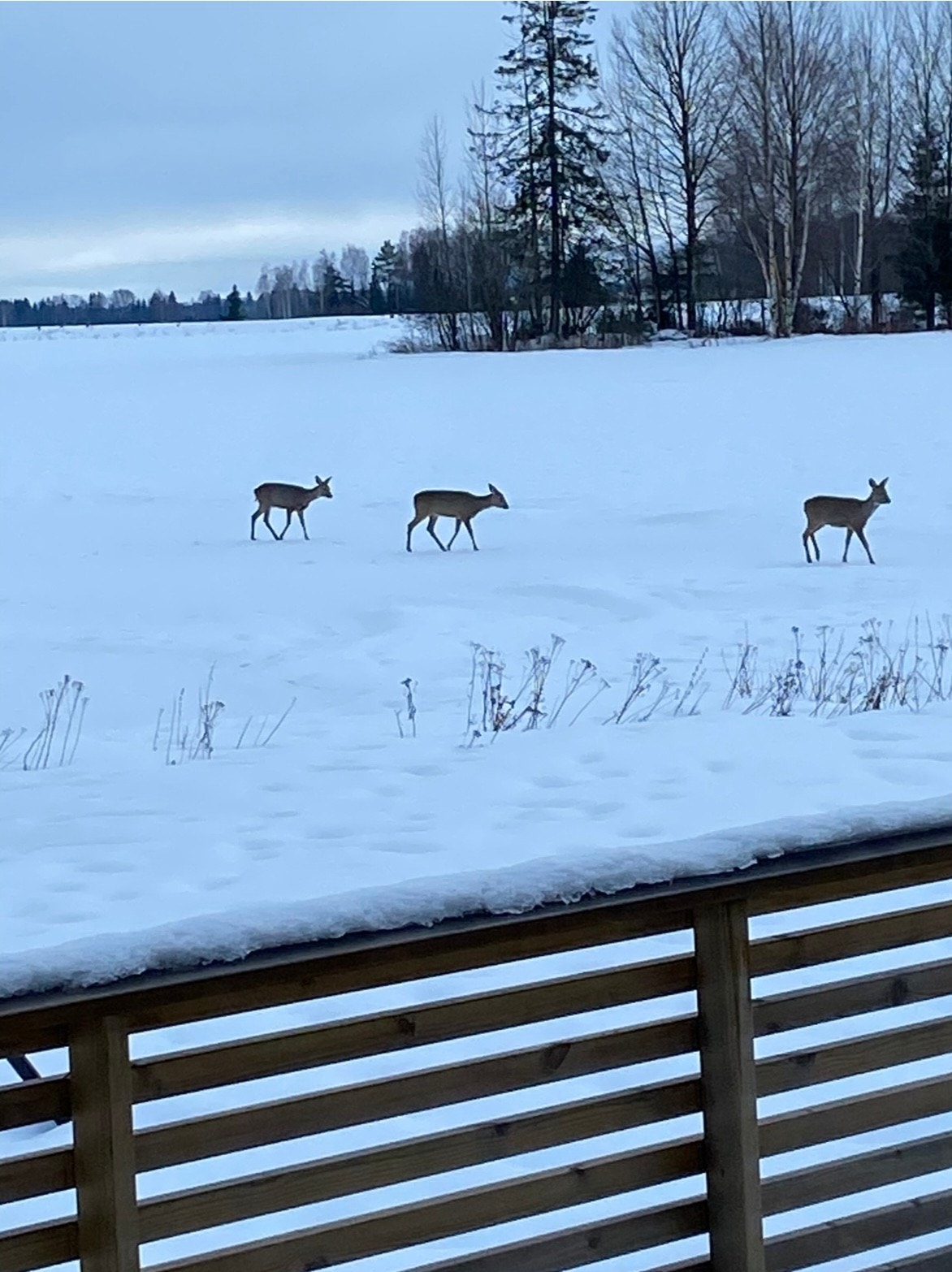 Selgers bilde. Galleribilde