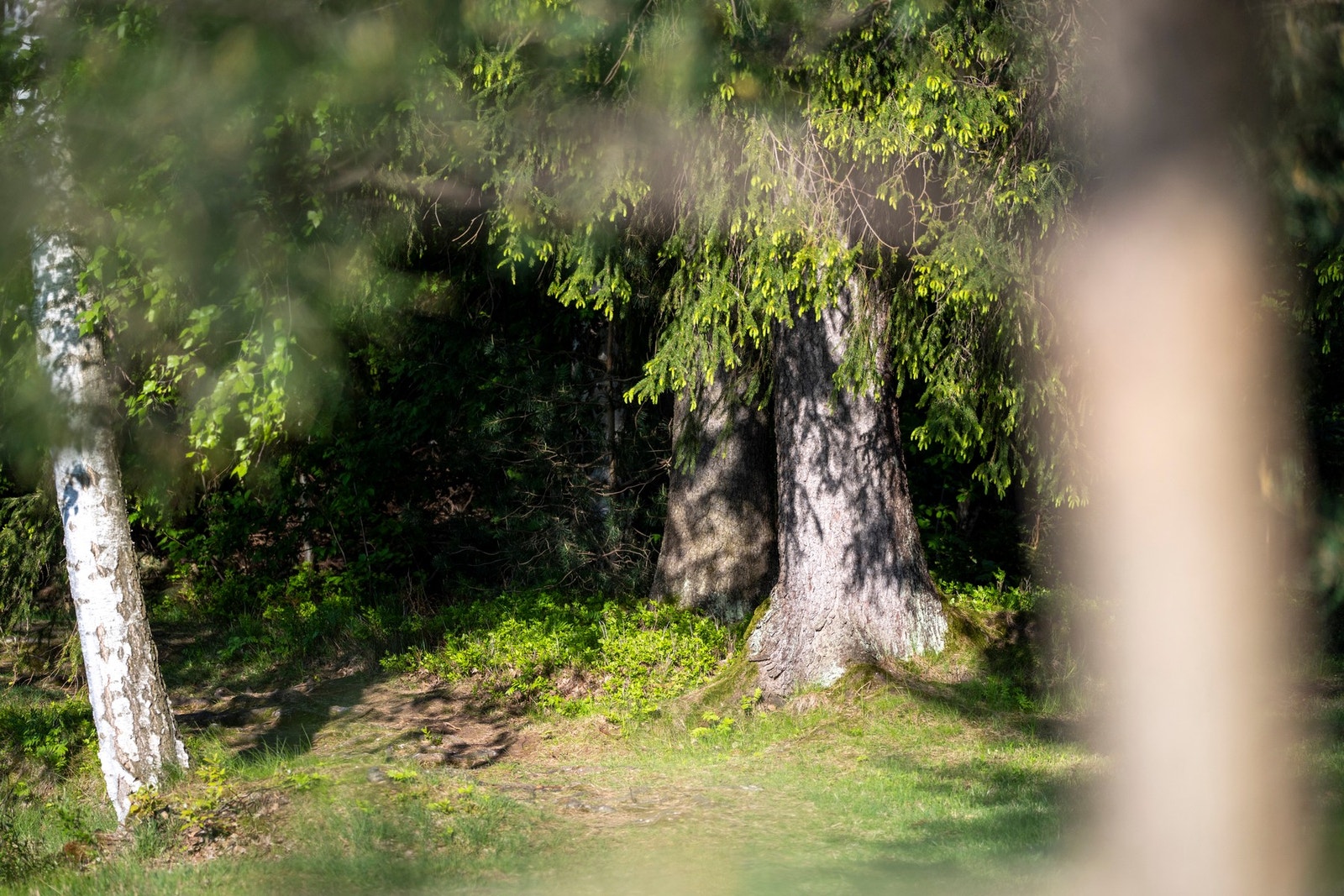 Fra eiendommen er det kort vei til flotte turområder (året rundt). Galleribilde