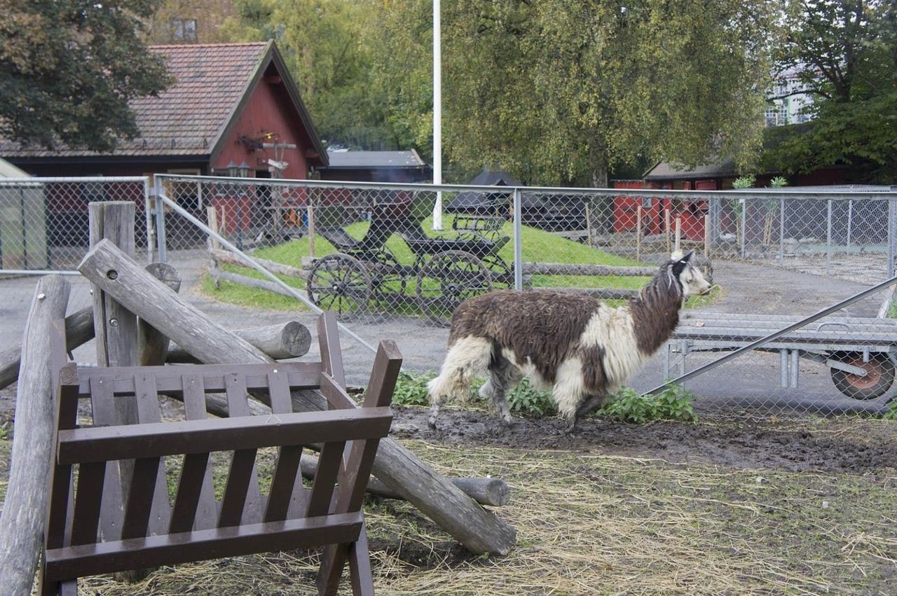 Kampens økologiske barnebondegård er i umiddelbar avstand bra boligen. Galleribilde