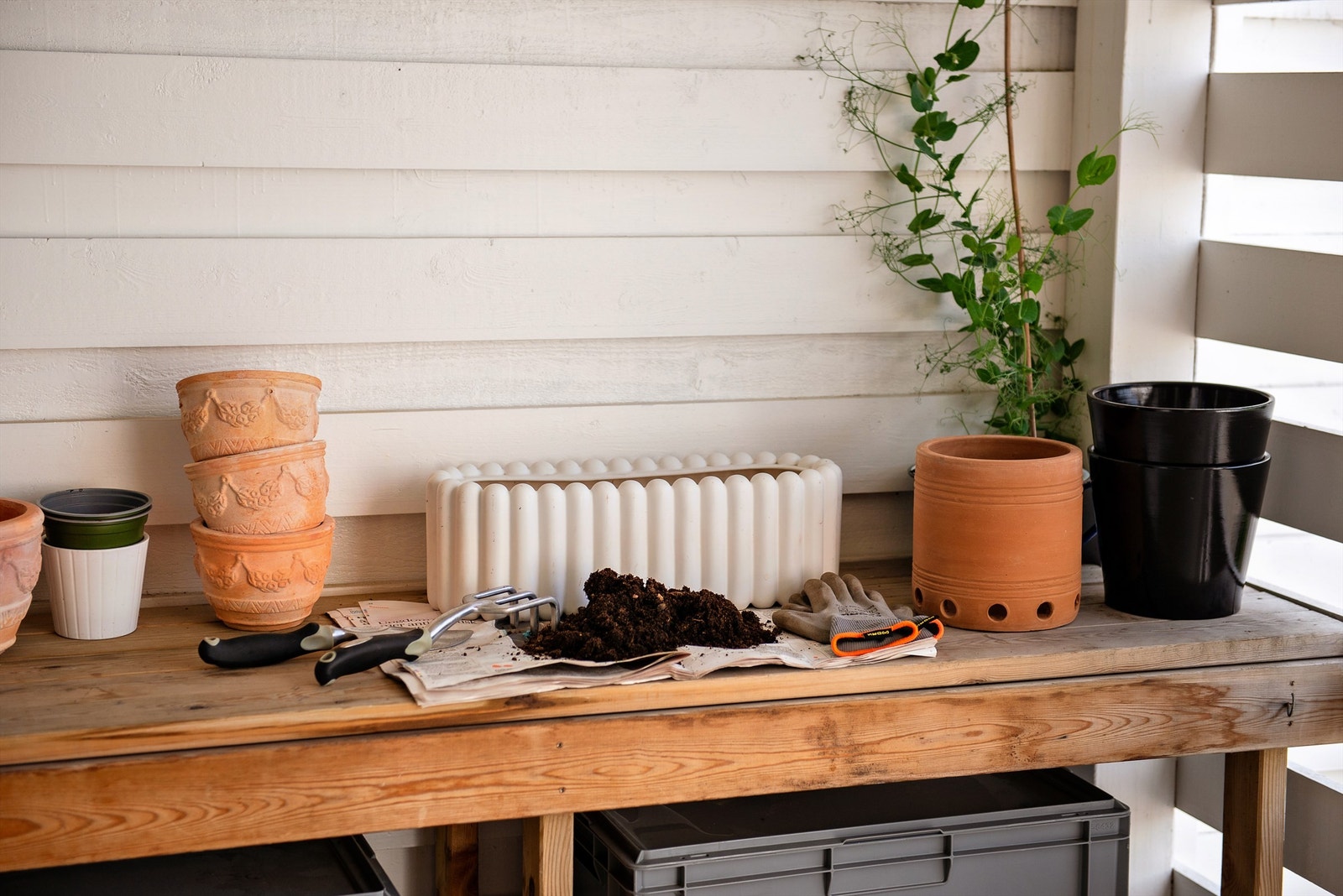 Sommerbilde. Galleribilde