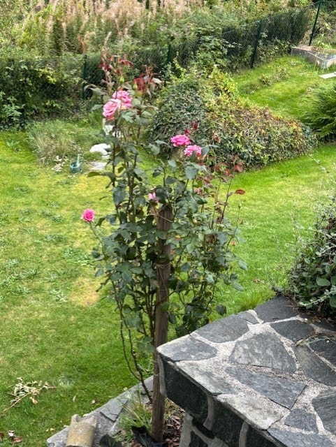 Selgers sommerbilder. Galleribilde