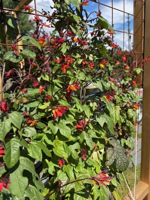 Hagen er meget frodig, romslig og pent opparbeidet. Galleribilde