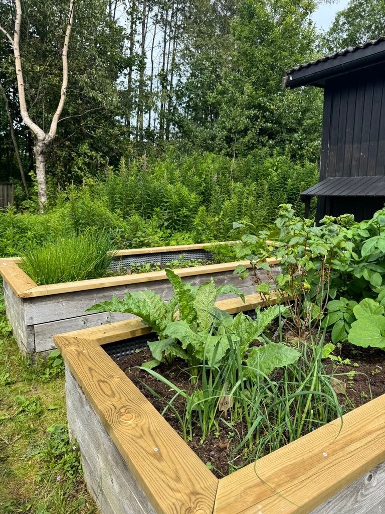 Grønnsakshage Galleribilde