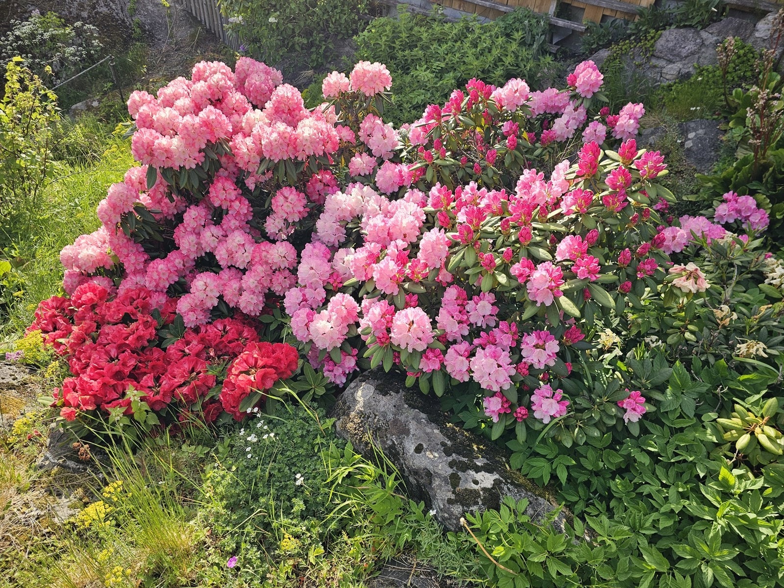 Selgers private bilder- rhododendron gir frodig bladverk og imponerende blomstring Galleribilde