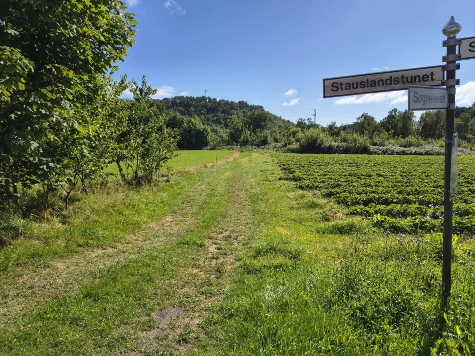 Jordet ved Stauslandstunet blir idag brukt i jorbærproduksjon Galleribilde