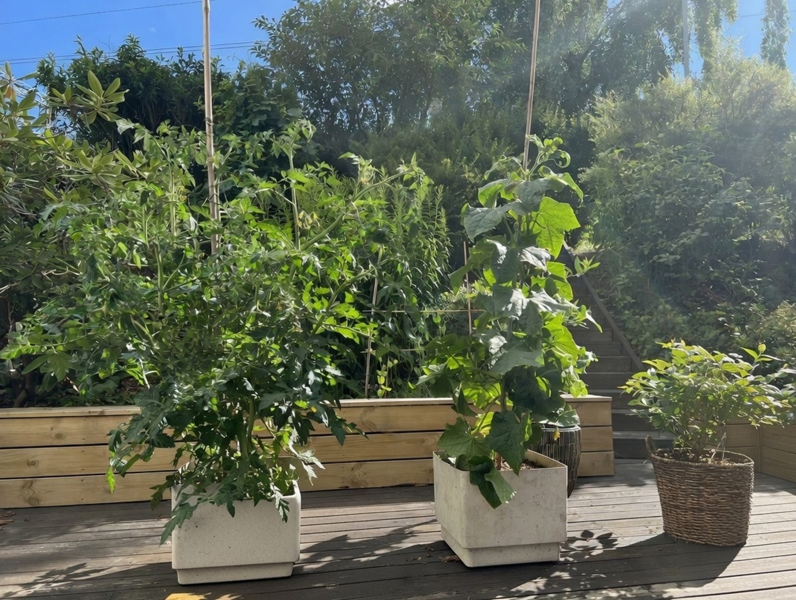 Selgers bilde. Tomat og agurk trives godt på terrassen. Galleribilde