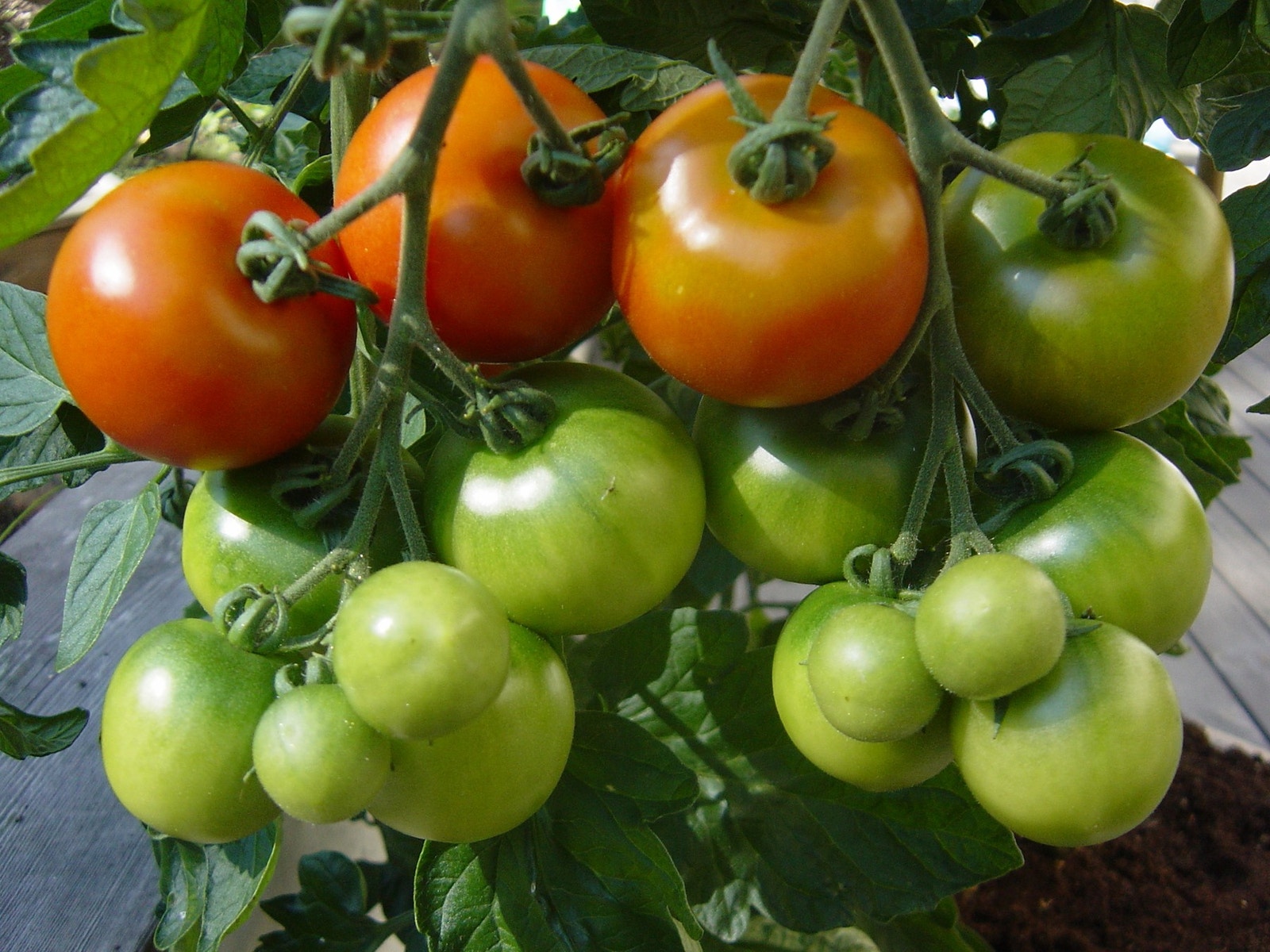 Selgers bilde. Terrassen har båret frem mange rike avlinger. Galleribilde