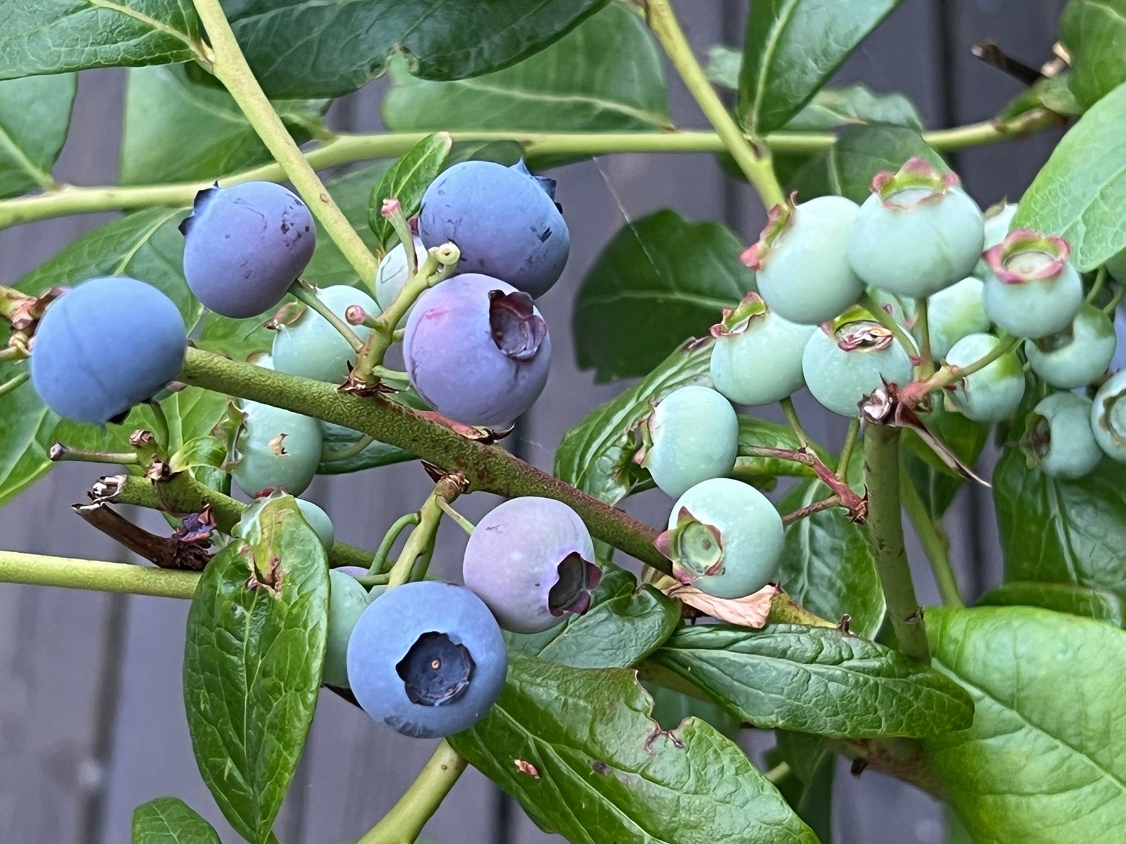 Selgers bilde. Blåbær på terrassen. Galleribilde