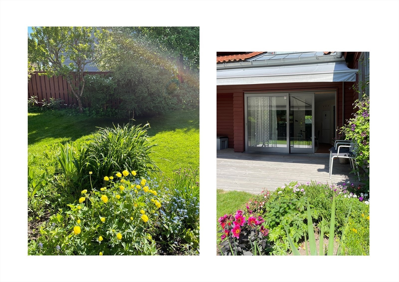 Selgers sommerbilder fra hagen Galleribilde