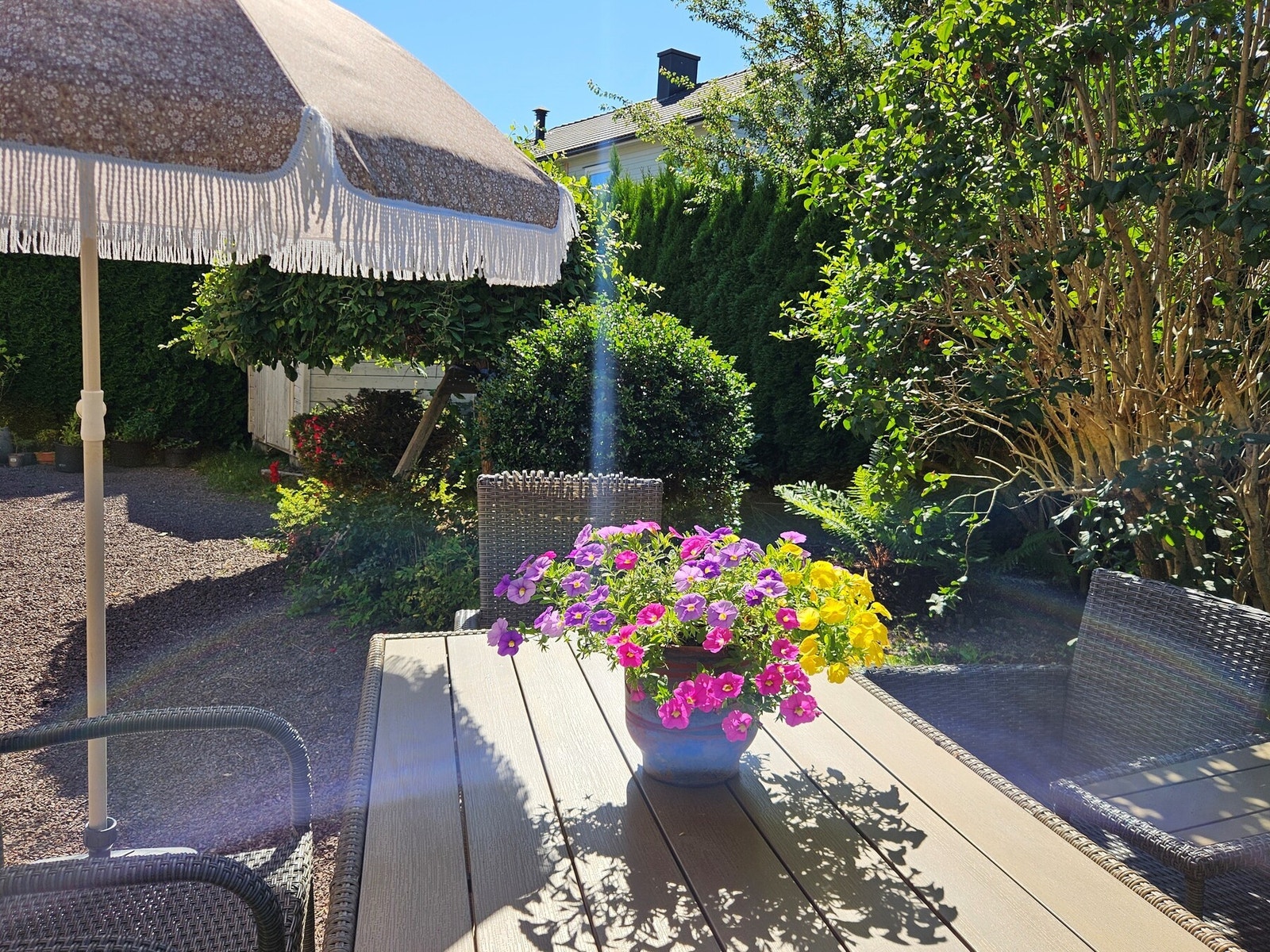 En frodig bakhage innrammet av hekk mot naboene Galleribilde