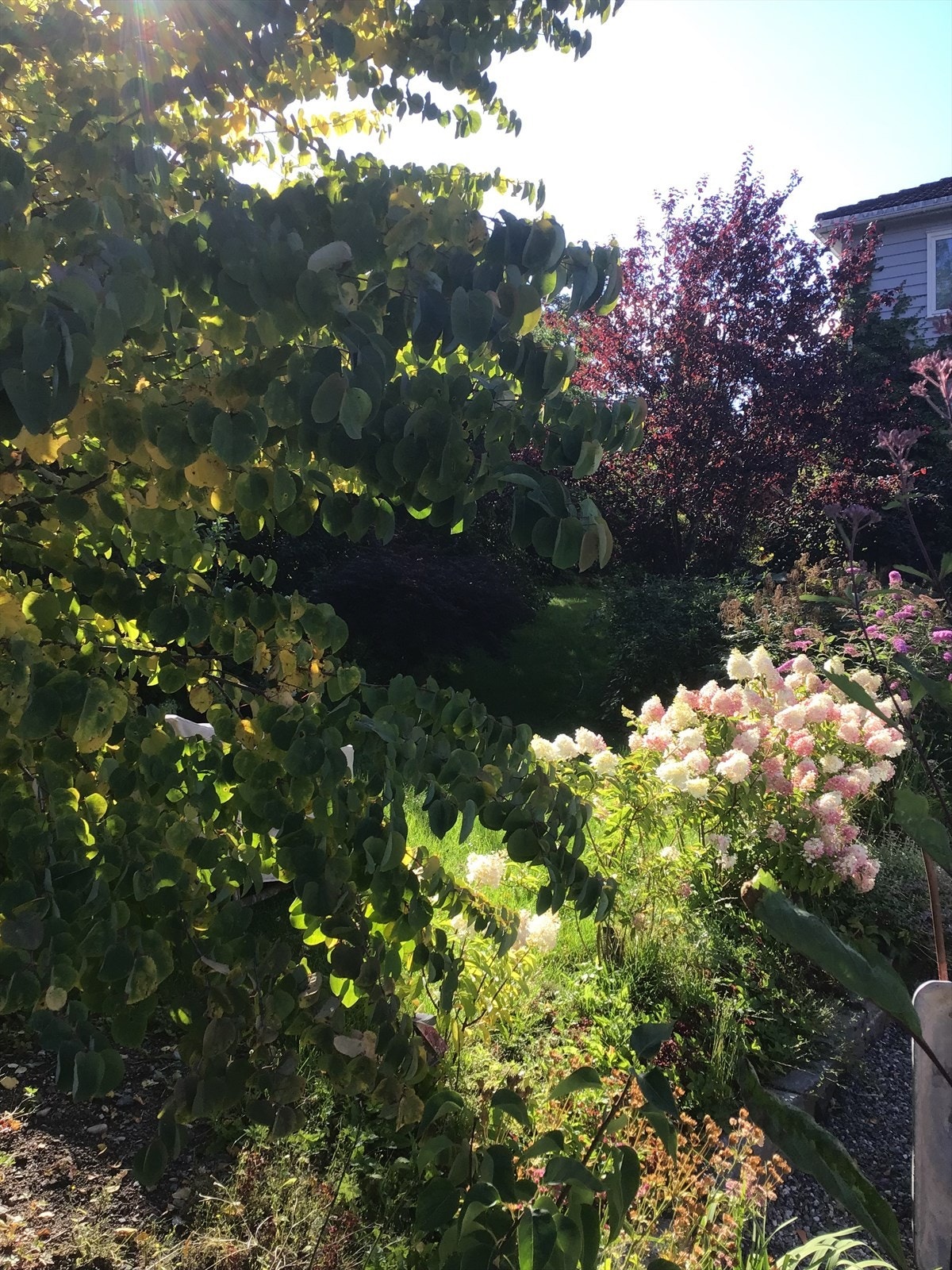 Den grønne og frodige hagen skaper en privat og skjermet atmosfære. Selger sommerbilde. Galleribilde