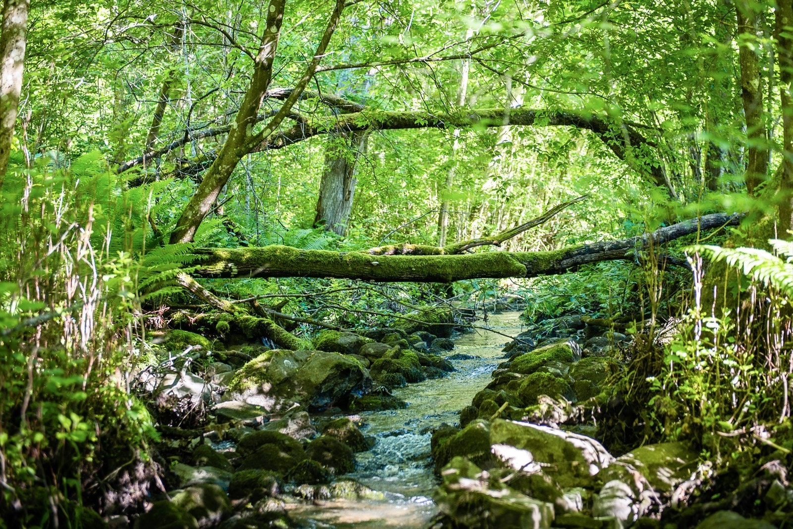 Mærradalen ikke så langt unna - grøntdraget forbundet med denne dalen strekker seg faktisk fra ca. Bjørnsletta til Bogstad - med Ullernåsen ca. midt imellom Galleribilde
