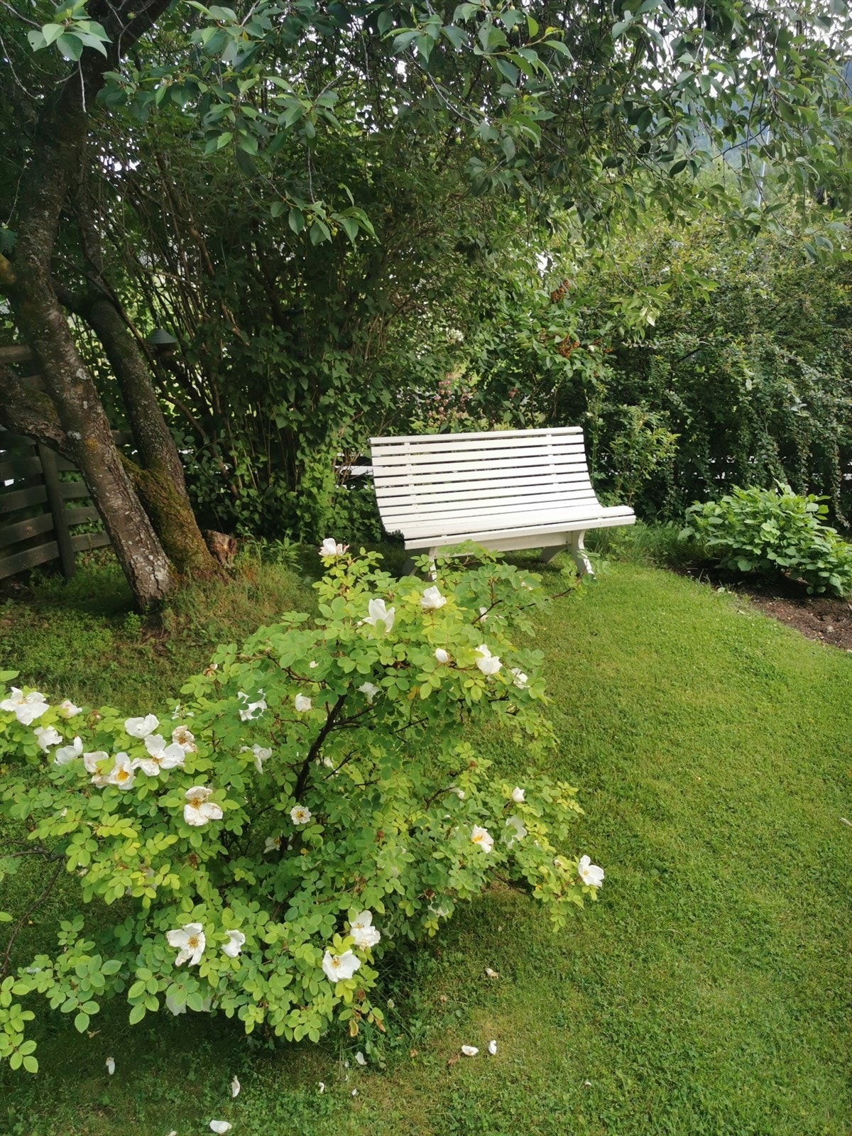 Fra hagen Galleribilde