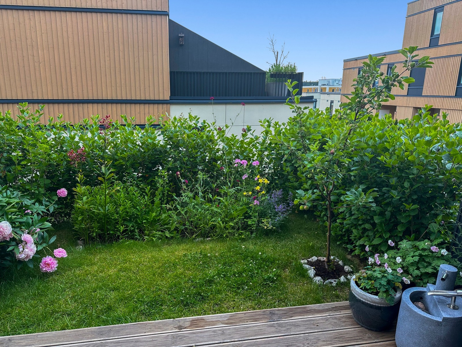 Bilde fra selger av hageflekken! Galleribilde