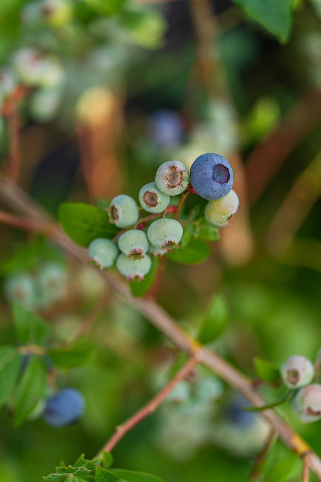 I hagen er det blomster fra vår til høst og blåbær Galleribilde
