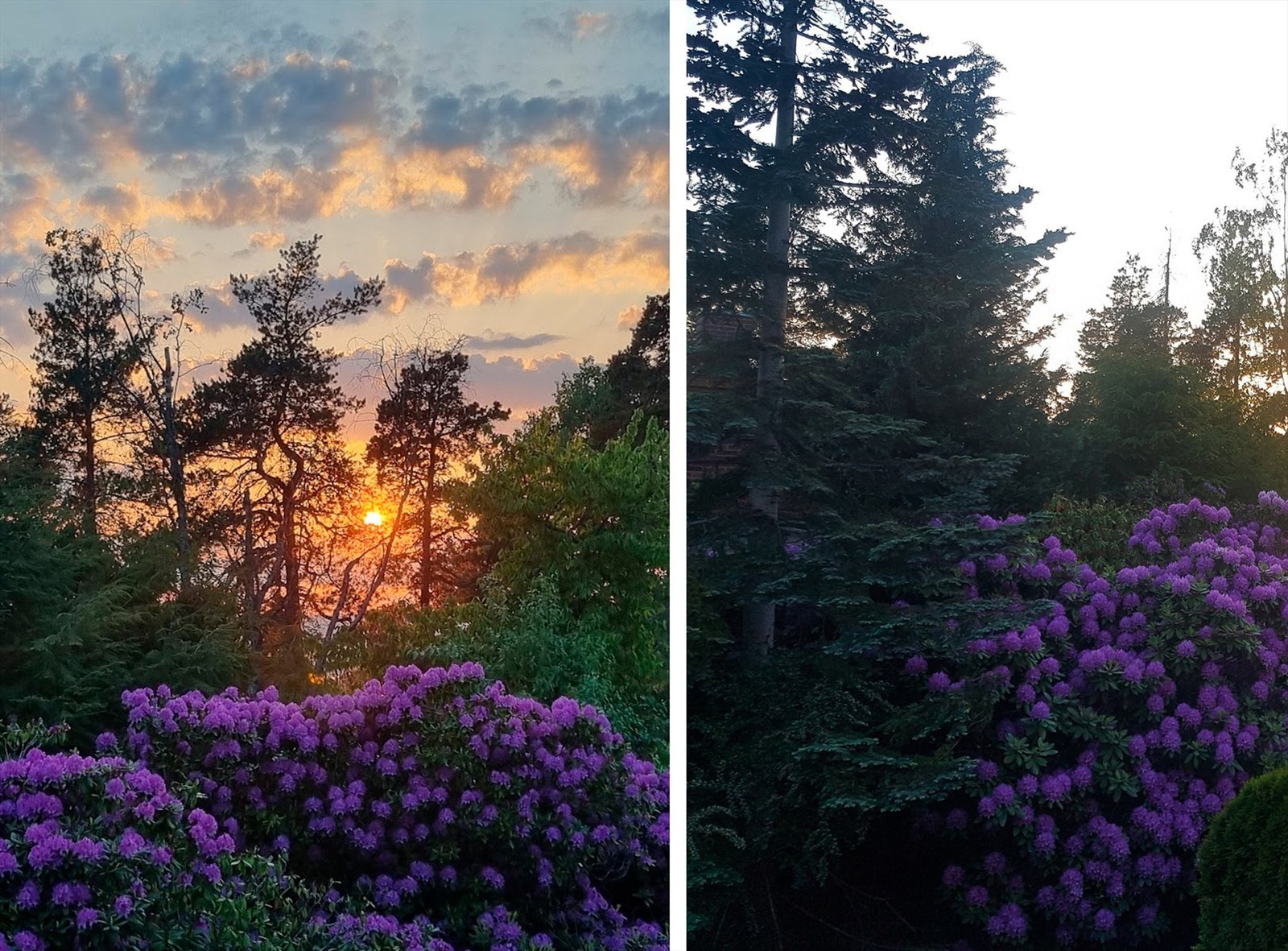 Selgers bilder. Galleribilde